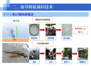 水生生物資源養(yǎng)護(hù)先進(jìn)技術(shù)系列連載（五） 海草移植栽培技術(shù)